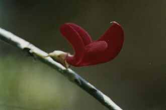 national flower - (Photo by T & J Productions) - johna@cwdom.dm